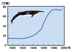 ミンククジラの資源量