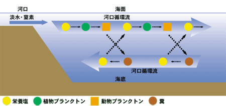 栄養物質のトラップ機構