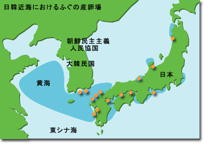 日韓近海におけるふぐの産卵場