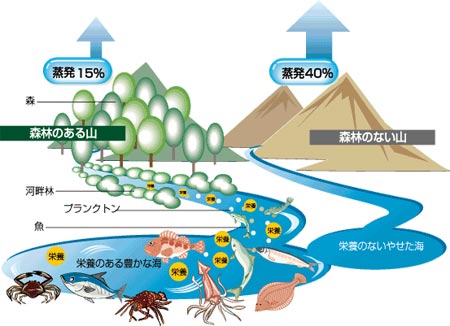 森林のある山・ない山