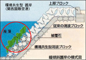 ■図3 環境共生型護岸による環境創造