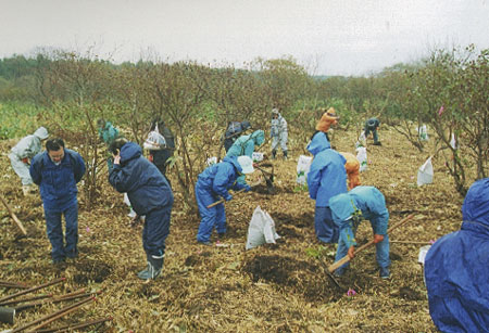 浜の女性達の植樹様子の写真