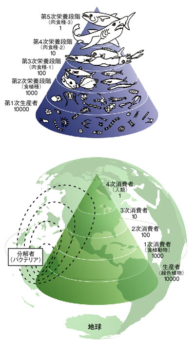 連鎖 ピラミッド 食物 食物連鎖（生物同士のつながり）はピラミッド―「中学受験＋塾なし」の勉強法