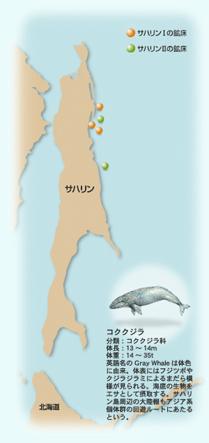 コククジラの説明とサハリン近くの鋼床