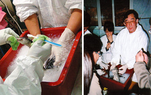 （左）オオハムの油汚れを歯ブラシで洗う馬場獣医師。
（右）2008年2月2日、韓国野生動物医学、冬の学校でWRVは油汚染鳥救護のセミナーの講師を馬場・須田獣医師が務めた。