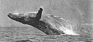 ■図1 水面から跳躍するザトウクジラ