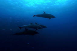 難燃剤による海洋生物への汚染が懸念される。