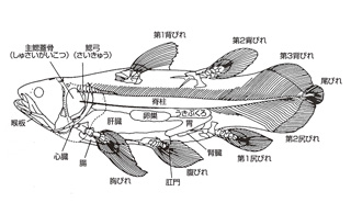 シーラカンス形態図