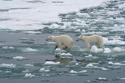 海氷を渉るホッキョクグマ、スバールバル（写真提供：朝日新聞社・桑山朗人）