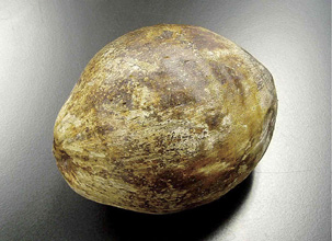 石狩浜に漂着したココヤシ(2007年)