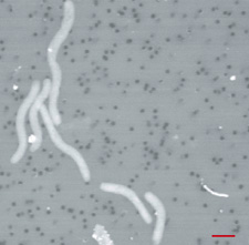 環境中から得られた化学合成微生物の電子顕微鏡写真。赤棒は1µmを示す。（写真提供：吉富泰助氏（東京大学大学院理学系研究科））