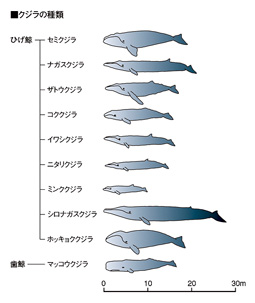 鯨の種類と回遊