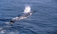 ■図2 衝突危険鯨種のマッコウクジラ。近年生息数が増加している。
