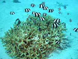 サンゴ礁を彩る魚たち。左はハナダイの仲間、右はミスジリュウキュウスズメダイ。