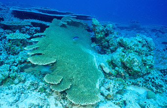 サンゴ礁 ダイバーの楽園は今 海洋政策研究所 Oceannewsletter 笹川平和財団 The Sasakawa Peace Foundation