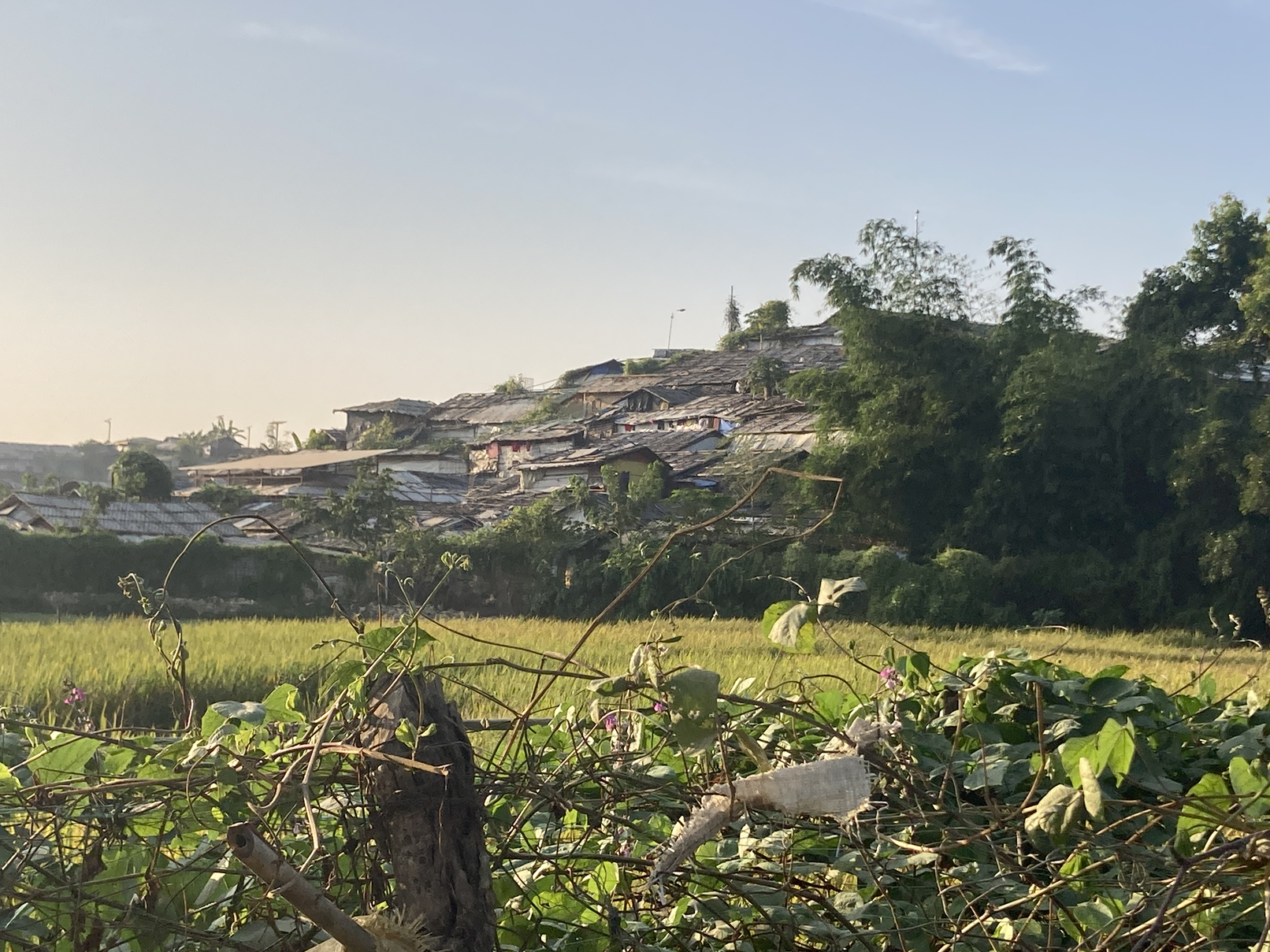 写真４．難民キャンプは丘陵地にあることが多い。手前の水田はキャンプの外側にあたる（2024年11月25日撮影）