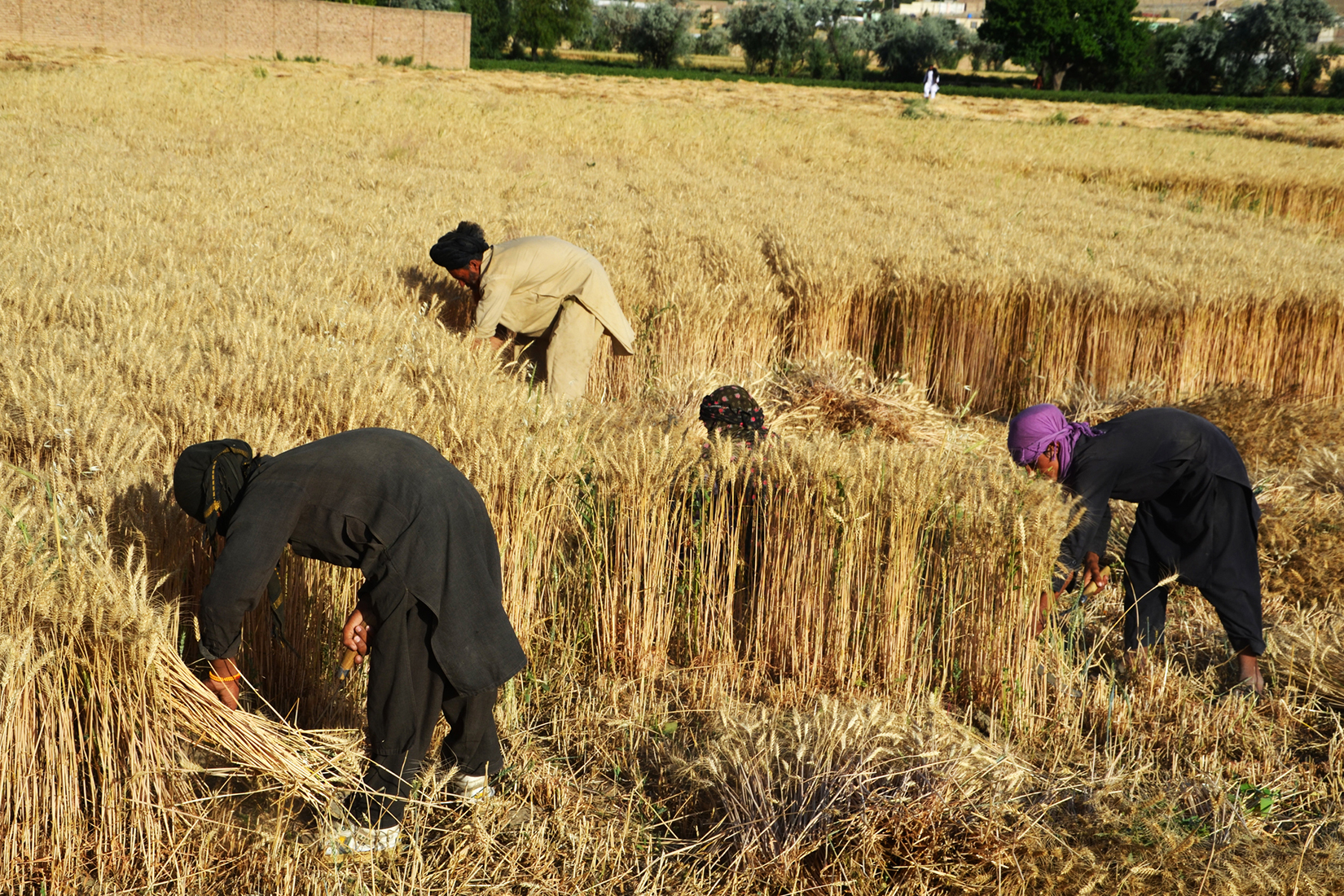 IINA: Japan’s Humanitarian Assistance for Increasing Food Production in Afghanistan ― Utilization of Private Sector Humanitarian Assistance in a Situation in Which Bilateral Assistance Is Difficult