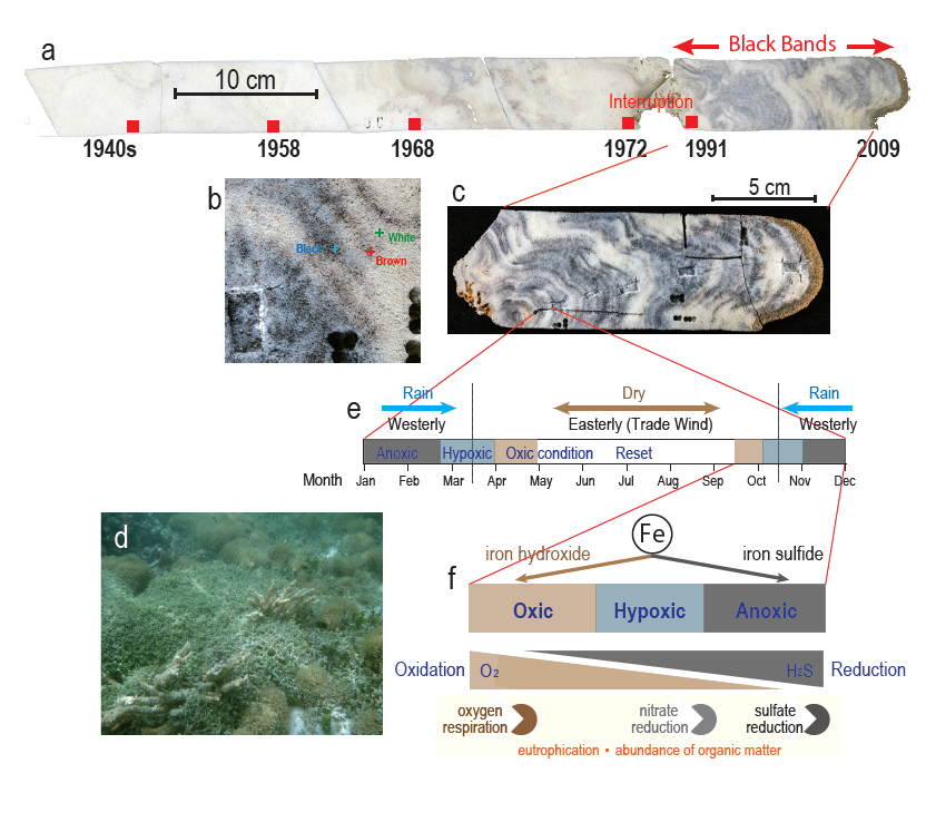 Figure: Coral skeletons record history of reef deterioration