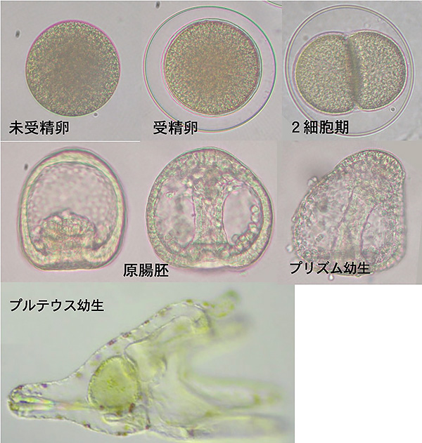 教室に海を プロジェクト ウニを海洋教育のきっかけに 海洋政策研究所 Oceannewsletter 笹川平和財団 The Sasakawa Peace Foundation