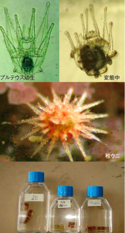 教室に海を プロジェクト ウニを海洋教育のきっかけに 海洋政策研究所 Oceannewsletter 笹川平和財団 The Sasakawa Peace Foundation