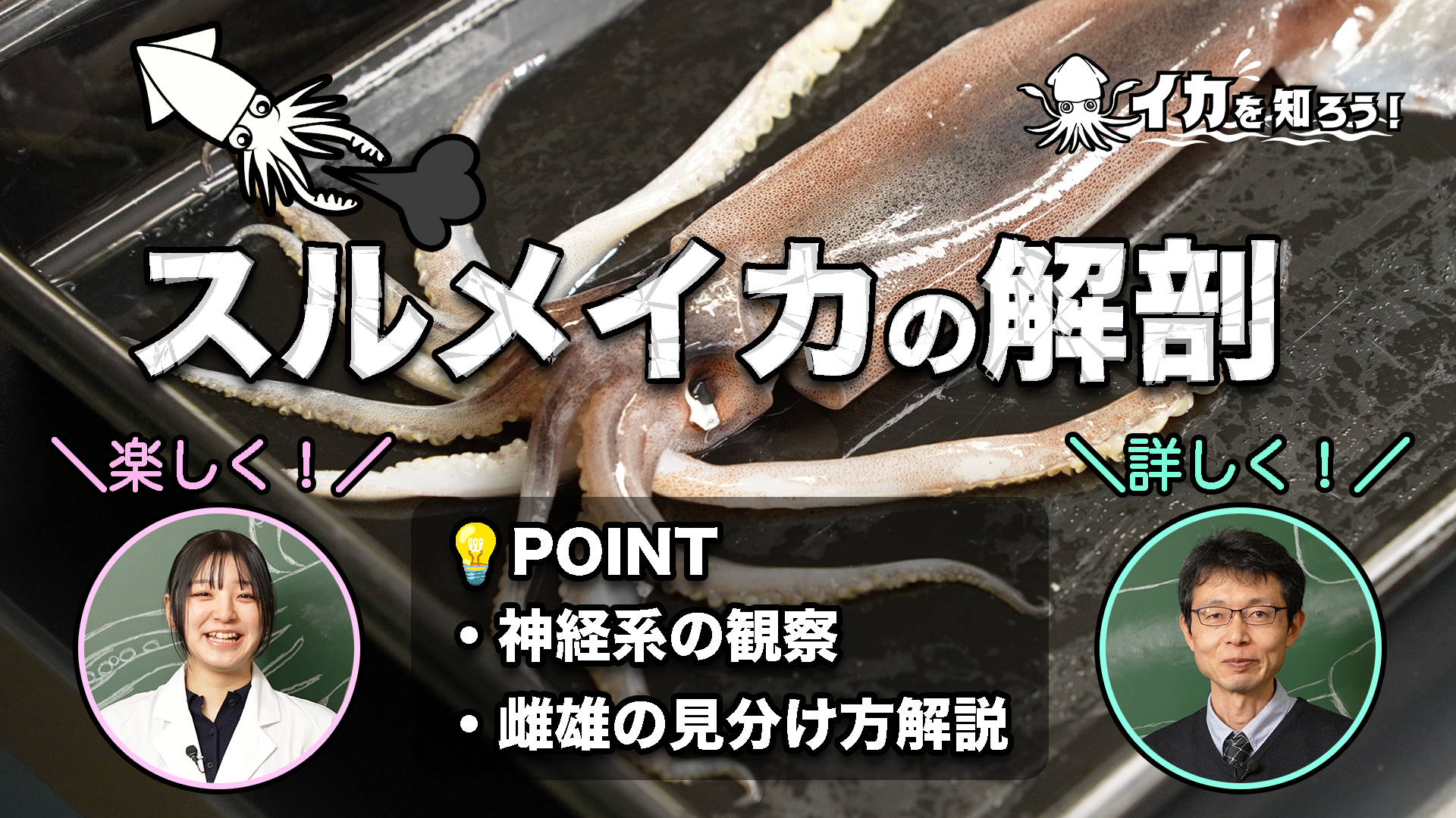 お家や学校でやってみよう！スルメイカの解剖【イカ動画シリーズ　イカを知ろう！】