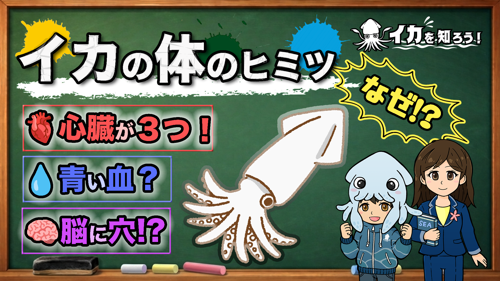 心臓が３つ？脳に穴が！？イカの体のヒミツを徹底解説【イカ動画シリーズ　イカを知ろう！】