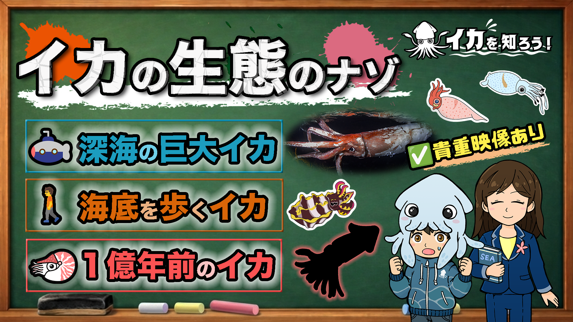 イカの生態はナゾだらけ！理由を知ればもっと面白い！【イカ動画シリーズ　イカを知ろう！】