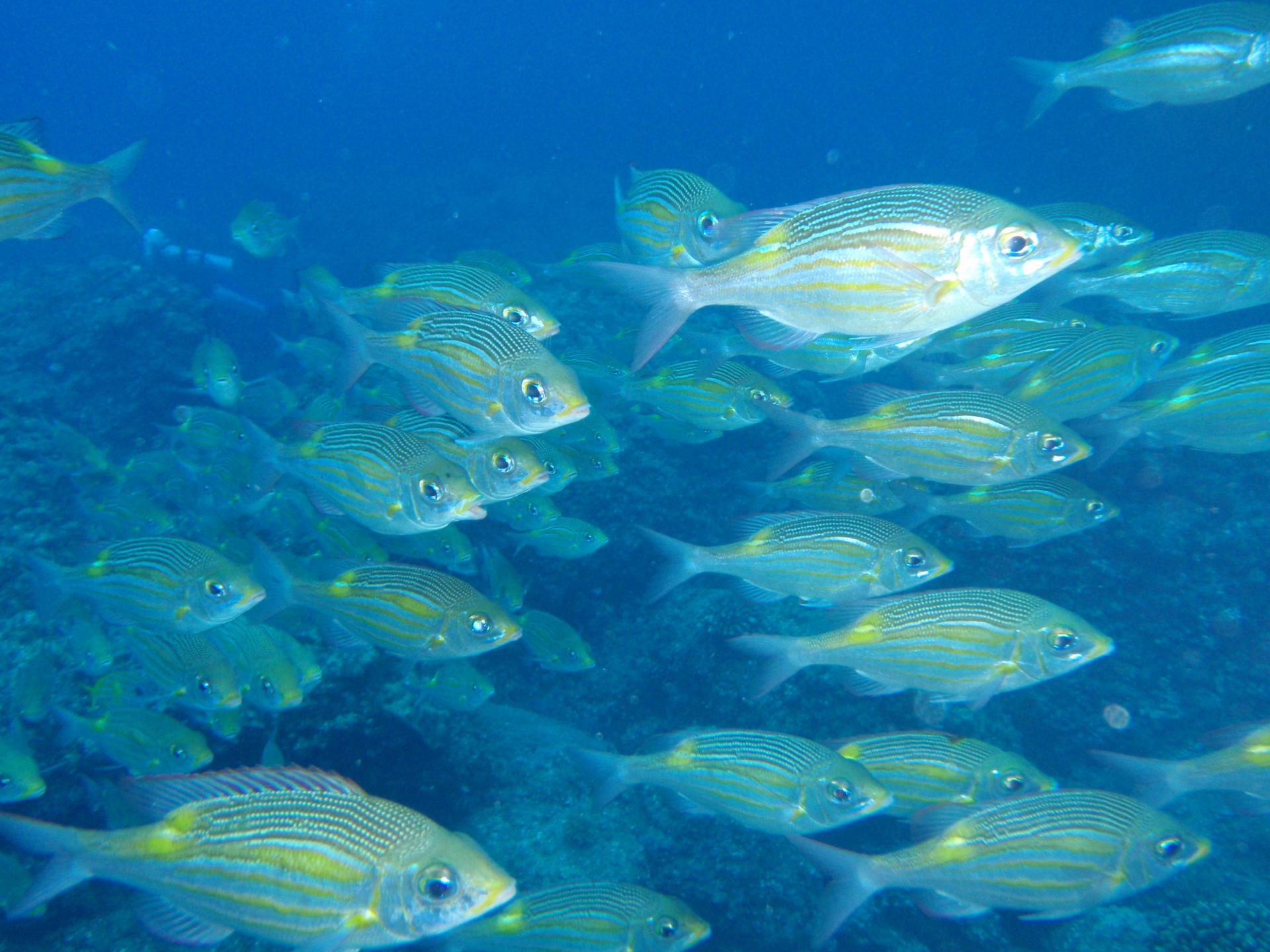 （キャプション）2050年には、海中に存在する魚とプラスチックごみが同じ重量になるという説も