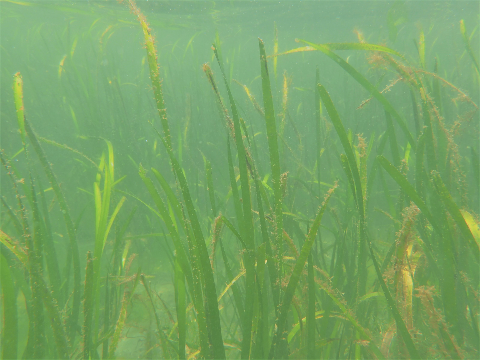 （キャプション）北半球で広く見られる海草の「アマモ」