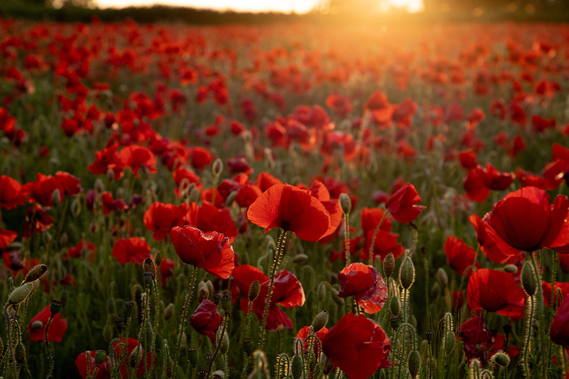 ケシの花の写真