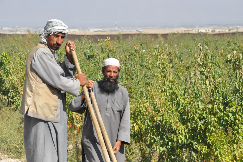 NGOを通じた村落開発支援でアフガニスタンの飢餓・食糧不足解決を！