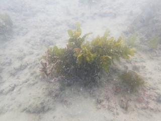 Kuwait’s Social and Marine Environment