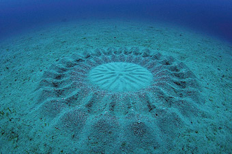 「奄美大島 ミステリーサークル」の画像検索結果