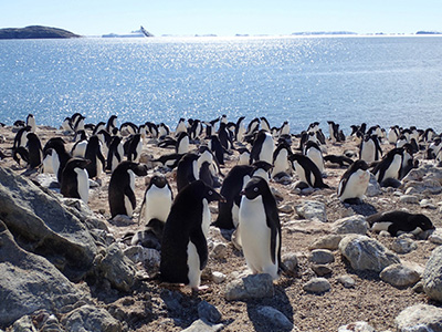 Adélie penguins and the Antarctic Ocean with sea ice retreated (at Mizukuguri Cove, near Showa Station, as photographed by the author, January 2017).
