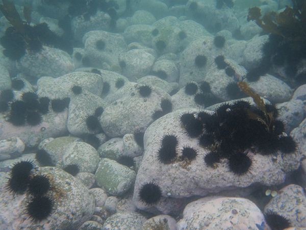 Figure 2: Seafloor undergoing rocky-shore denudation due to the mass outbreak of sea urchins (Provided by Professor Mitsuo Yamamoto, The University of Tokyo)