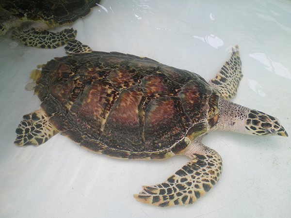 ■ Figure 2: Farmed Hawksbill Turtles