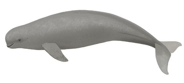 ■Figure 1: Finless porpoise (©Kinoshita Chihiro)