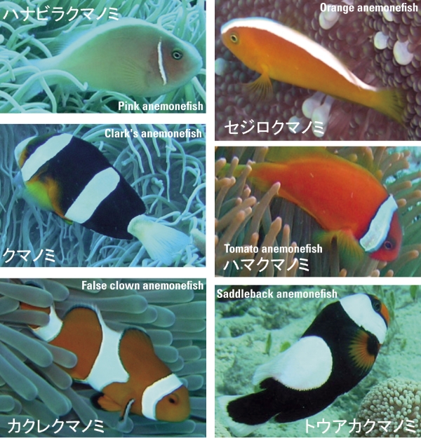 ■Figure 1: Six species of anemone that can be found in Japan