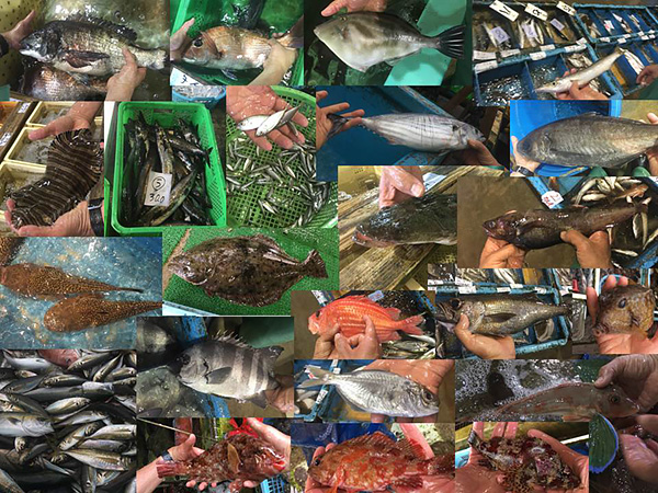Some of the many species of fish being sold at the Misaki fish market in Miura. (Special thanks to Nakamura Ryousei-san, of the Kanagawa Prefectural Fisheries Technology Center)