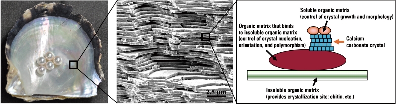 ■ Figure 1 Microstructural Layer of Shell Calcium Carbonate