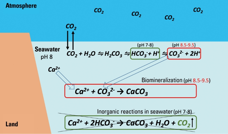 ■ Figure 2 Differences Between Inorganic Reactions in Seawater and Biomineralization in Organisms