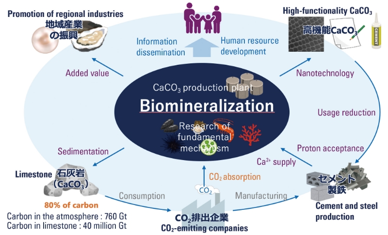 ■ Figure 3 Decarbonization Cycle Centered on Biomineralization