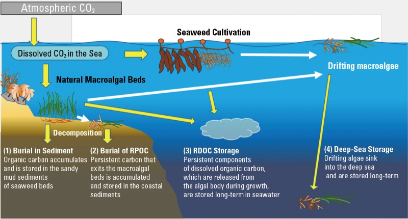 ■ Figure 1: Four CO2 Storage Processes in Seagrass and Macroalgal Beds
