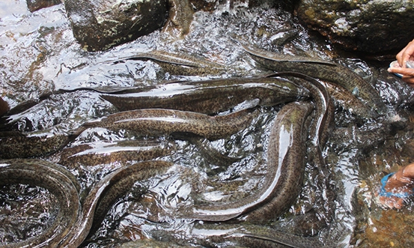 Figure3. Giant eels in Larike Tributary
