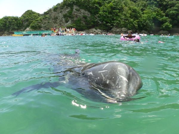 A beach where you can encounter whales