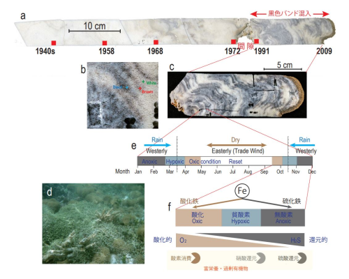【研究論文】ツバルのサンゴが記録していたサンゴ礁劣化の歴史