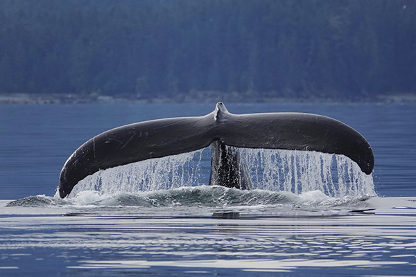 ■ ザトウクジラが尾びれを海面に見せて深く潜りはじめる。