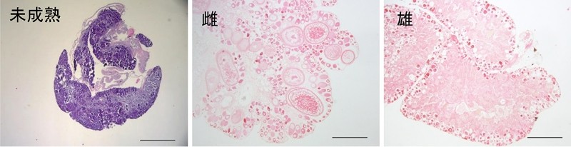 ■図2 カクレクマノミの生殖腺組織（スケールは500μm）