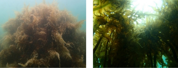■図3 構造物に繁茂した海藻類（2023年4月撮影）