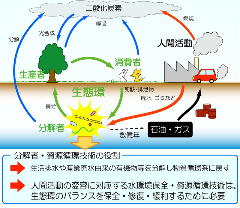 ■図1 炭素を例とした物質循環と生態環の概要